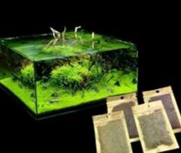 Monnieri bitki toxumları – Akvarium – ucuztap.az