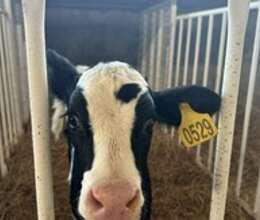 Holstein buzovları – Kənd təsərrüfatı heyvanları – ucuztap.az