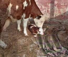 Simmental inək – Kənd təsərrüfatı heyvanları – ucuztap.az