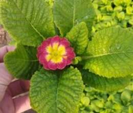 Primula gülü – Bitkilər – ucuztap.az