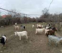 Keçilər – Kənd təsərrüfatı heyvanları – ucuztap.az