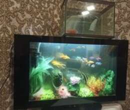 Akvarium – Akvarium – ucuztap.az