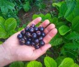 Qara qarağat tingləri – Bitkilər – ucuztap.az