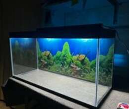 Akvarium – Akvarium – ucuztap.az