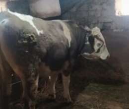 Buğa – Kənd təsərrüfatı heyvanları – ucuztap.az
