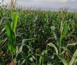 Silos – Heyvanlar üçün məhsul – ucuztap.az