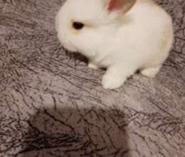 Holland lop – Digər heyvanlar – ucuztap.az