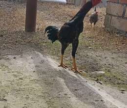 Heyrati – K/t heyvanları – ucuztap.az