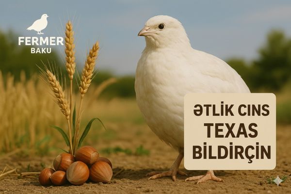 Bildirçin Texas