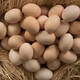 Australorp xoruzlar və mayalı yumurta
