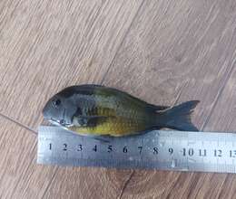 Tropheus İkola – Akvarium – ucuztap.az