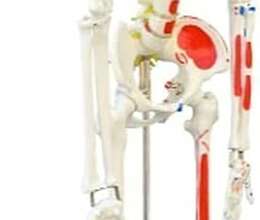 Скелет учебный анатомический 171см