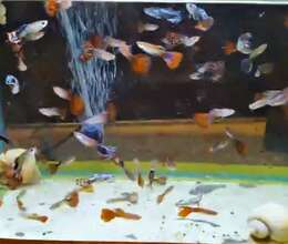 Quppi və Ampuləriy aq İlbizlər 