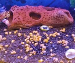 Quppi və Ampuləriy aq İlbizlər 