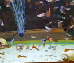 Quppi və Ampuləriy aq İlbizlər