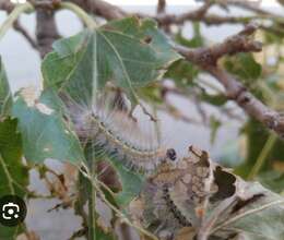 Həşarat dərmanlama 