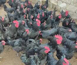 Australorp xoruz və mayalı yumurtalar