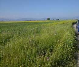 900 hektar Ərazi satılır Ələt-Saylan yolu 