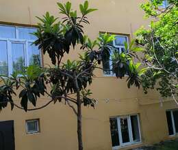 Satış Həyət evi, 250m²