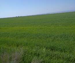 8 hektar    Xaçmazda   