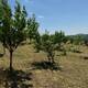  1.5 hektar  Full Mənzərə AĞSU-İSMAYILLI yolu 