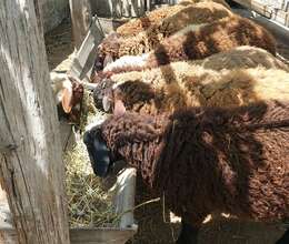 Qurbanlıq quzular