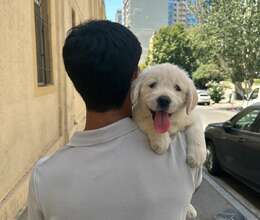 Golden retriever