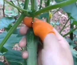 Tərəvəz üçün barmaqlıq