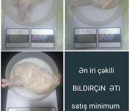 ən iri çəkili Bildirçin əti 