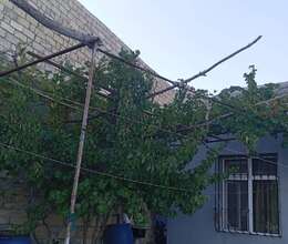 Kirayə Həyət evi, 40m²
