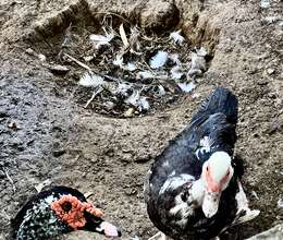  Ördək və qaz satılır