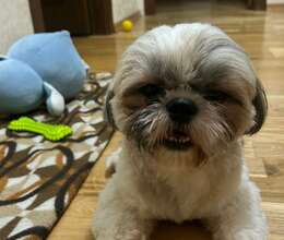 Shih Tzu cütləşdirmək üçün