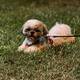 Shih Tzu cütləşdirmək üçün
