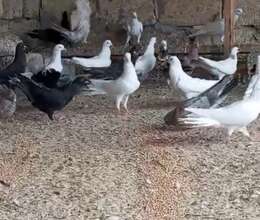 Enli quyruq göyərçinləri