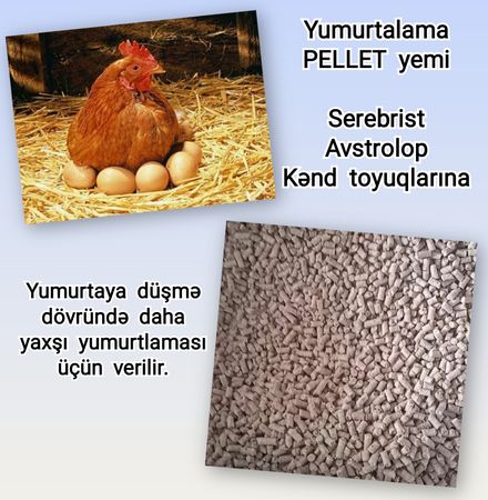 Toyuq Yumurtalama Yemi