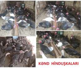 Yumurtlayan Kənd Toyuqları