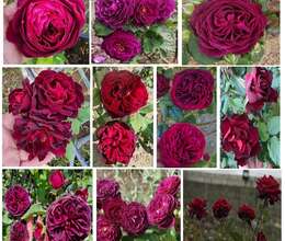 Dekorativ qızılgülllər