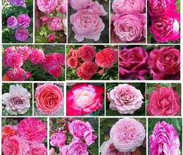 Dekorativ qızılgülllər