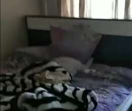 Kirayə verilir Köhnə tikili, 35m², 2-Otaqlı