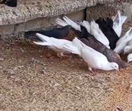 Göyərçin enli quyruq