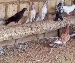Göyərçin enli quyruq – Quşlar – ucuztap.az