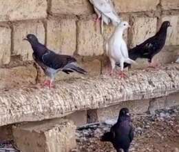 Göyərçin enli quyruq