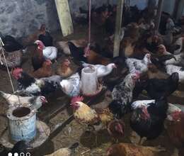 Çolpalar satılır – Quşlar – ucuztap.az