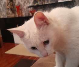 Pişiklər Yaxşı Əllərə Sahibləndirilir