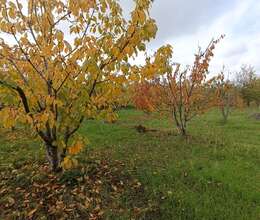 Satış Bağ evi, 100m²