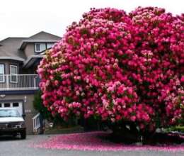 Göztçi mühafizə həyətlərdə