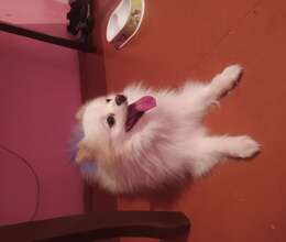 23Şpits satıram təcili