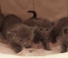 Britan pişiyi balalari