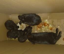 tecili satilir yer yoxdu saxlanilmaga