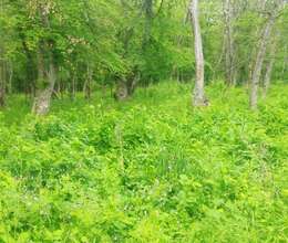 63 sot torpaq satılır   Əniq  Şahdağ yolu